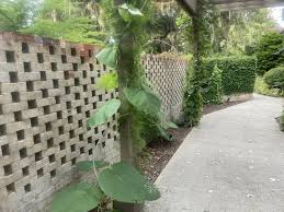 Image result for Argyreia nervosa