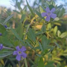 Image result for Freylinia