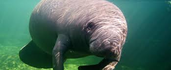 Official mammals listed by state, including animals, bats,. Blue Spring State Park Florida State Parks