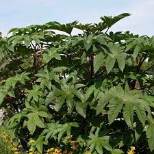 Image result for Ricinus