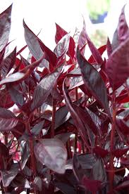 Image result for Iresine