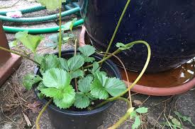 Gartentipp Wie Sie Erdbeeren In Funf Einfachen Schritten Selber Vermehren Erdbeeren Vermehren Gartentipps Und Erdbeerpflanzen