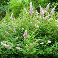 Image result for Spiraea billardii
