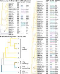 Image result for Acalypha sonderiana