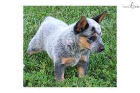 Australian Cattle Dog Blue Heeler For Sale Australian Cattle Dog Blue Heeler Heeler Puppies Blue Heeler