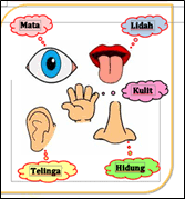 Mewarnai gambar panca indera untuk anak tk. Https Silau Siakkab Go Id Materi Tk B