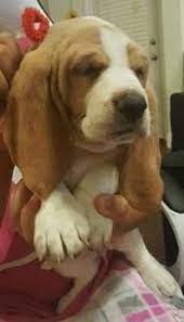 In pop culture, the basset hound is featured as the logo for hush puppies brand shoes and also appears as a cartoon dog named droopy. Basset Hound Puppy For Sale In Houston Tx Adn 21363 On Puppyfinder Com Gender Female Age 5 Weeks Old Basset Hound Puppy Basset Hound Puppies For Sale