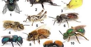 can you pick the bees out of this insect lineup the new