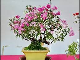 It has naturally small dark green leaves and rough interesting trunk. The Miniature Rose As A Bonsai Youtube