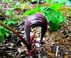 The leaves alone would justify having it in the garden, but when you add in the. Arisaema Franchetianum Garden Fundamentals