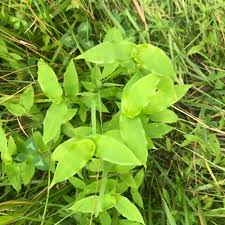 Image result for Arthraxon