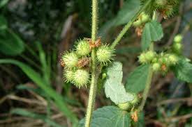 Image result for Triumfetta digitata