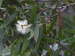 Image result for Melaleuca quinquenervia