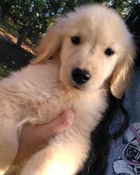 Mundo dos filhotes ofc