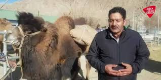 Bactrian camels are an asiatic species, named after bactria in central asia, whereas dromedaries are a north african species. India Today Deployment Of Double Hump Camels On Lac Soon Facebook