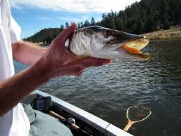 In order to prevent line breaks and missed fish, use heavy, braided line with a pound test between 80 and 100. Free Download Tiger Muskie Should Be Handled With Extreme Care Due To Their Teeth 1600x1200 For Your Desktop Mobile Tablet Explore 50 Musky Pictures Wallpaper Musky Desktop Wallpaper
