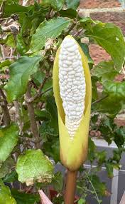 Image result for Amorphophallus richardsiae