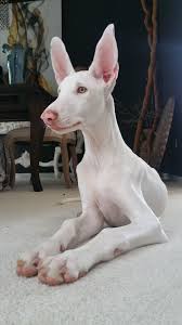 Ibizan Hound Ibizan Hound Puppy Near White Ibizan Hound Puppy 4 Mos Owned By Luanne Swigart Hound Puppies Albino Animals Ibizan Hound