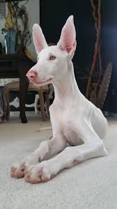 Dachshund standard puppies for sale. Ibizan Hound Ibizan Hound Puppy Near White Ibizan Hound Puppy 4 Mos Owned By Luanne Swigart Hound Puppies Albino Animals Ibizan Hound