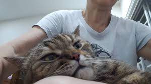 Makanan kucing yang dapat label halal mui, mungkin orang mui juga sudah mencicipi karena halal, ada yang tertarik ikut makan? melalui situsnya, produsen power cat menuliskan jika produknya dibuat dari olahan daging ikan pilihan. So Heartwarming