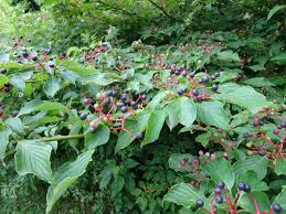 We did not find results for: 10 Chesapeake Native Trees And Shrubs To Plant This Spring Alliance For The Chesapeake Bay
