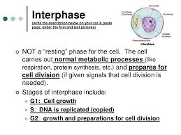 Have a close look at the picture and decide on how to structure your picture description. Ppt Life Of A Cell Powerpoint Presentation Free Download Id 401343