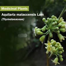 Image result for Thymelaeaceae