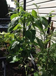 Green Pepper Plant Pepper Plants How To Grow Taller Plants