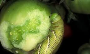 How tomato hornworms damage your tomato plants where do tomato worms come from? Tobacco Hornworm Manduca Sexta Linnaeus Tomato Hornworm Manduca Quinquemaculata Haworth