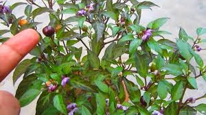 We did not find results for: Purple Chili Plant Easily Grow In Your Garden Candle Light Pepper Youtube