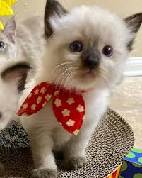 Munchkins and foldsi have kittens and adults to rehomelocated in southern oregon. Docile Ragamuffins Docile Ragamuffins Kittens Ragamuffin Kittens For Sale Ragamuffin Cats For Sale Ragamuffin Kittens