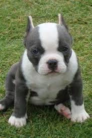 Black And White Boston Terrier Pitbull Mix Lil Blue Pit Pitbull Puppies Pitbull Terrier Cute Dogs