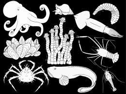 40+ sea creatures coloring pages for printing and coloring. Creature Coloring Pages Nautilus Live