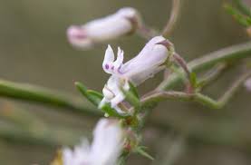 Image result for Cyphia