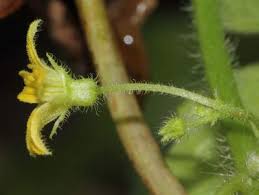 Image result for Kedrostis foetidissima