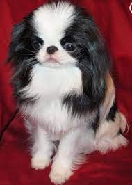 Pin By Emily Allen On Japanese Chins 3 Japanese Chin Dog Japanese Chin Japanese Chin Puppies
