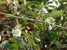 Image result for Bonamia