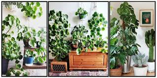 12 Benefits Of The Money Plant According To Feng Shui And Vastu Download money plant stock photos. money plant according to feng shui