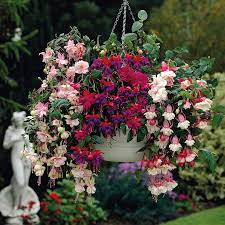 Pin On Gardens