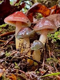 Image result for Stolzia heiligenthalii