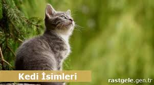 Rastgele Kedi Isimleri Disi Ve Erkek Rastgele Gen Tr
