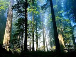 Gambar pula kapal di tengah danau untuk mendramatisir suasana. 6 Hutan Wisata Di Indonesia Yang Sejuk Dan Sajikan Pemandangan Indah Reddoorz Blog
