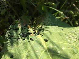 写真で見る花や野菜につく幼虫の画像一覧 この虫は何の虫