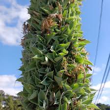 Image result for Vitellariopsis