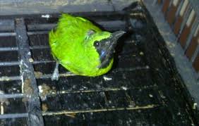 Karena ketenarannya banyak ragam harga burung cucak ijo yang tersedia di pasaran. Tips Menjinakkan Burung Cucak Hijau Yang Giras Banget Om Kicau