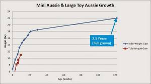 raising a mini aussie growth stats