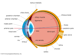 (10) the flicker of tail lights passed the window as two trucks were backing into the drive. Human Eye Definition Structure Function Britannica