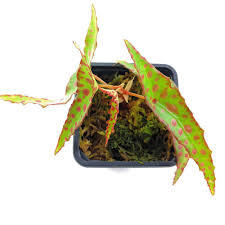 Image result for Begonia quadrialata