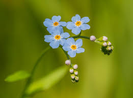 As you know, usually solid words, for example,scientific or sociocultural terms, cross borders and gradually take root in a different culture or language. Forget Me Not Flower Flowers Free Photo On Pixabay
