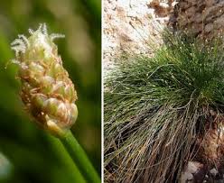Image result for Eleocharis geniculata